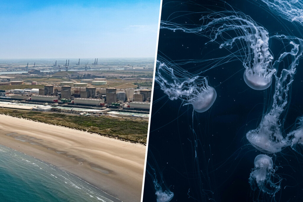 Si la pregunta es si hay una forma de paralizar una central nuclear, Francia tiene la respuesta: una plaga de medusas